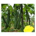 Sponge gourd best quality improved Seeds - Farmers Stop