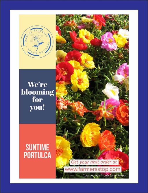 Sun Time Portulaca Mix (Garden Festival) - Farmers Stop