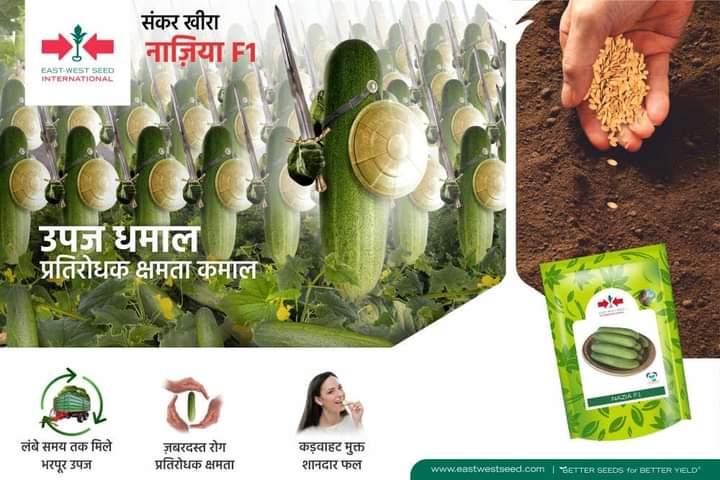 Nazia/नाज़िआ Cucumber (East West Seeds) - Farmers Stop