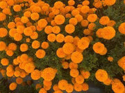 Indi F1 Hybrid Commercial Marigold (S Flowers) - Farmers Stop