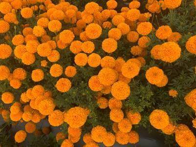 Indi F1 Hybrid Commercial Marigold (S Flowers) - Farmers Stop
