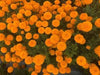 Indi F1 Hybrid Commercial Marigold (S Flowers) - Farmers Stop