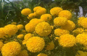 Indi F1 Hybrid Commercial Marigold (S Flowers) - Farmers Stop