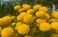 Indi F1 Hybrid Commercial Marigold (S Flowers) - Farmers Stop