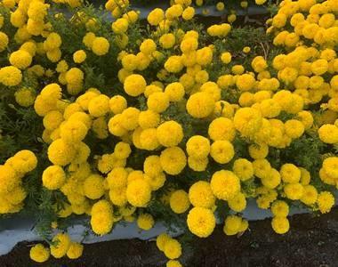 Indi F1 Hybrid Commercial Marigold (S Flowers) - Farmers Stop