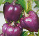 Capsicm Purple Best Quality Hybrid F1 Seeds  (Garden Festival) - Farmers Stop