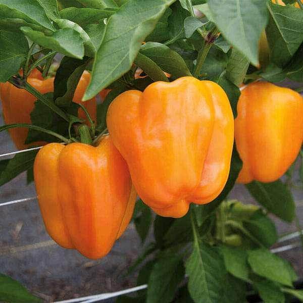 Capsicum Orange Best Quality Hybrid F1 Seeds (Garden Festival) - Farmers Stop