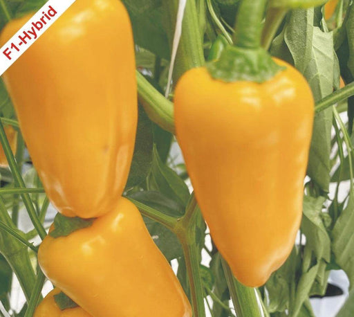 Super Quality Snaky Yellow Pepper Capsicum Hybrid F1 Seeds - Farmers Stop