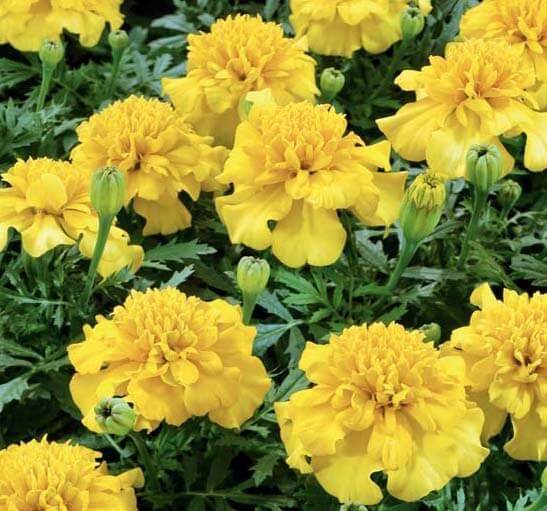 Lemon Go Commercial Zafri French Marigold (Konico Seed's) - Farmers Stop