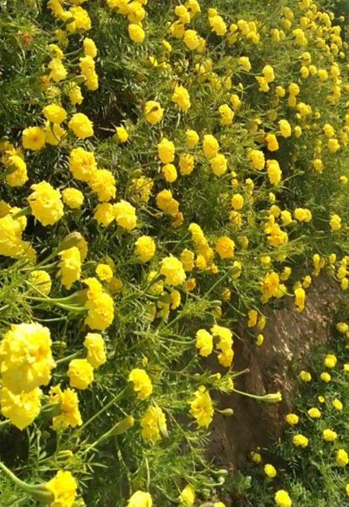 Lemon Go Commercial Zafri French Marigold (Konico Seed's) - Farmers Stop