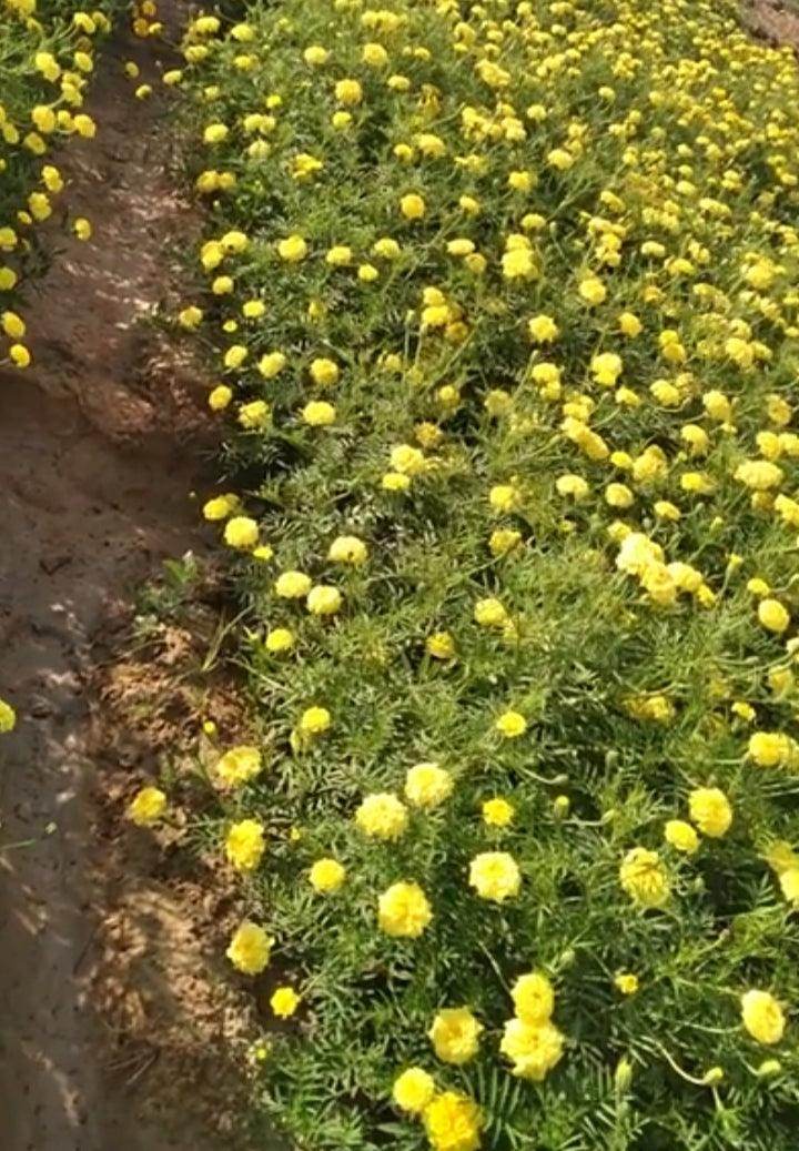 Lemon Go Commercial Zafri French Marigold (Konico Seed's) - Farmers Stop