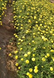 Lemon Go Commercial Zafri French Marigold (Konico Seed's) - Farmers Stop