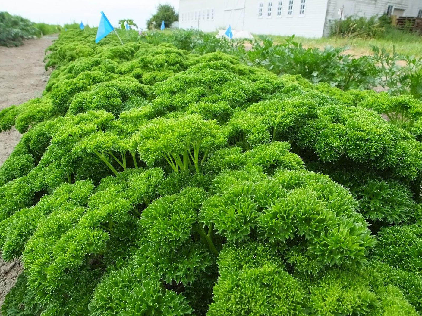Herb Parsley Hybrid Quality Seeds - Farmers Stop