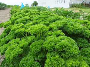 Herb Parsley Hybrid Quality Seeds - Farmers Stop