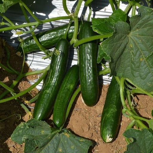 Multi Fruit Seedless Parthenocarpy Hybrid Cucumber Seeds - Farmers Stop