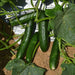 Multi Fruit Seedless Parthenocarpy Hybrid Cucumber Seeds - Farmers Stop