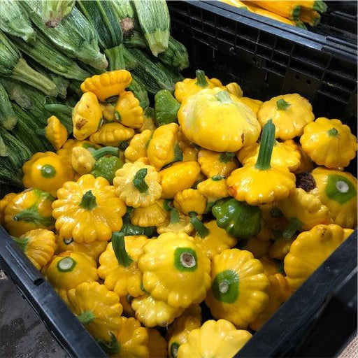 Scalloped Squash (Patty Pan) Hybrid SquashSeeds - Farmers Stop