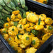 Scalloped Squash (Patty Pan) Hybrid SquashSeeds - Farmers Stop