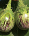 Katta Brinjal Hybrid Quality Seed - Farmers Stop