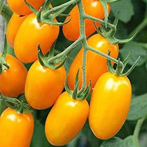 Yellow Cherry F1 Hybrid Tomato - Farmers Stop
