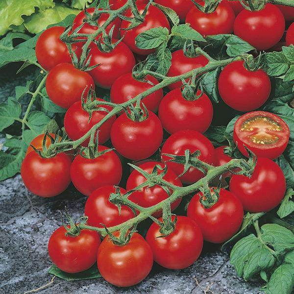 Red Cherry F1 Hybrid Tomato - Farmers Stop