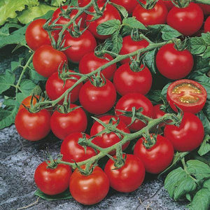Red Cherry F1 Hybrid Tomato - Farmers Stop