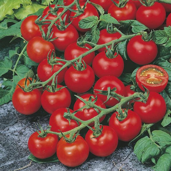 Red Cherry F1 Hybrid Tomato - Farmers Stop