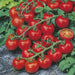 Red Cherry F1 Hybrid Tomato - Farmers Stop