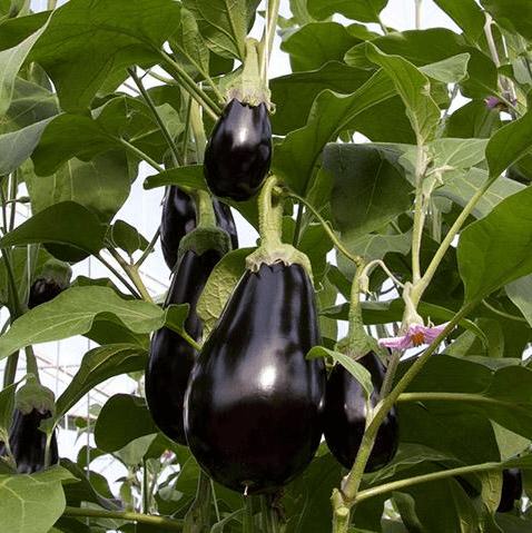 Seedless Parthenocarpic Eggplant F1 Hybrid - Farmers Stop