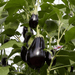 Seedless Parthenocarpic Eggplant F1 Hybrid - Farmers Stop