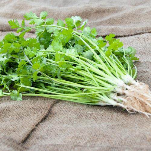 Coriander (Dhaniya) Seeds Online in India