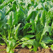 Broad Leaf Palak (Spinach) Seeds (Garden Festival) - Farmers Stop