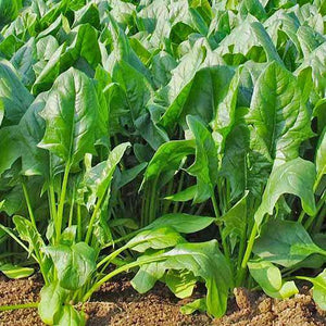 Broad Leaf Palak (Spinach) Seeds (Garden Festival) - Farmers Stop
