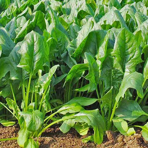 Broad Leaf Palak (Spinach) Seeds (Garden Festival) - Farmers Stop