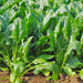 Broad Leaf Palak (Spinach) Seeds  (Garden Festival) - Farmers Stop