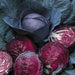 Red Cabbage Best Quality Hybrid Seeds - Farmers Stop