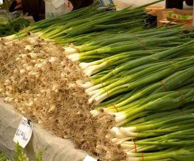 Bunching Onion Super Quality Seeds (Garden Festival) - Farmers Stop