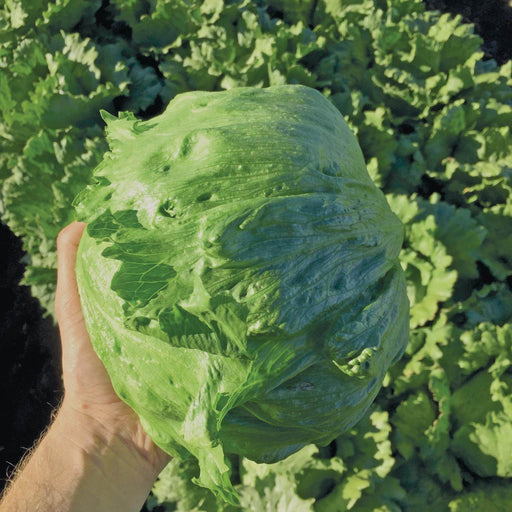 Lettuce Iceberg Quality Seeds - Farmers Stop