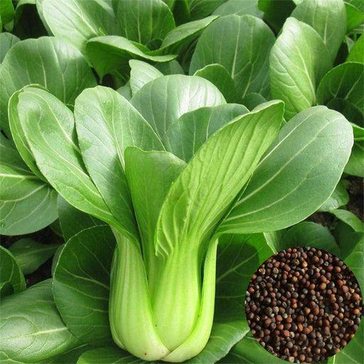 Pakchoi F1 Hybrid Quality Seeds - Farmers Stop