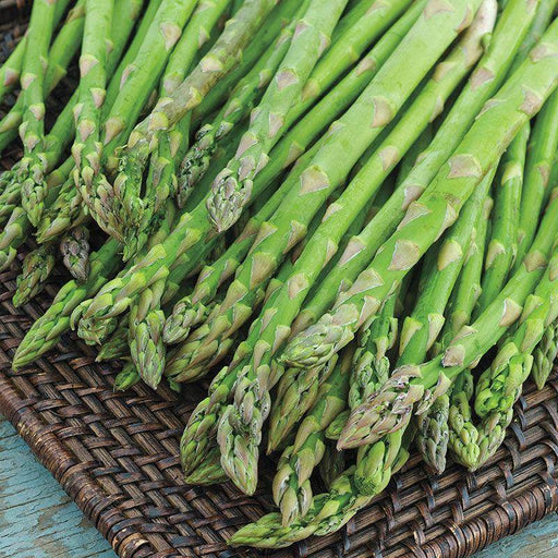 Asparagus F1 Hybrid Quality Seeds  (Garden Festival) - Farmers Stop