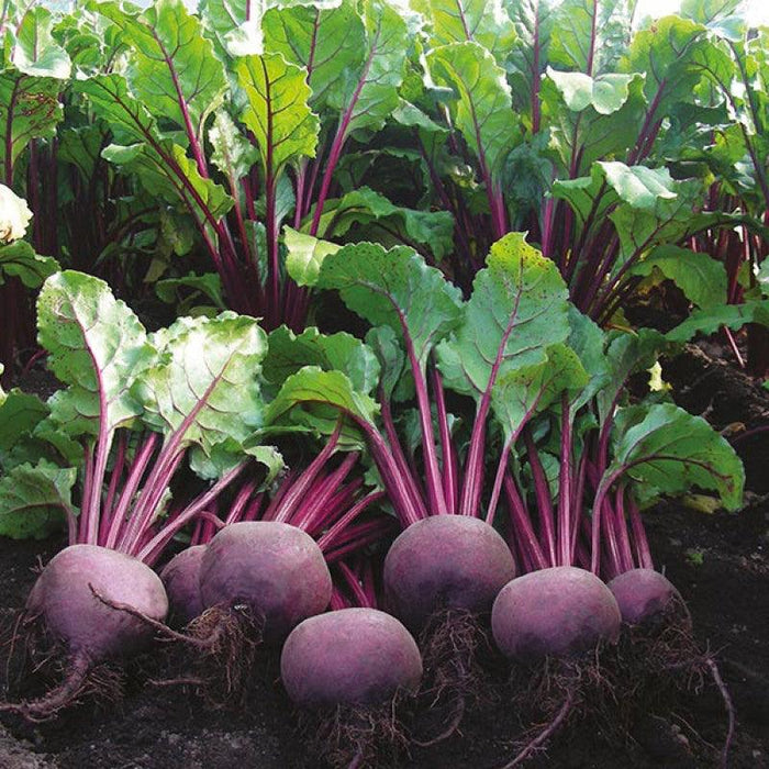 Beet Root F1 Hybrid Quality Seeds  (Garden Festival) - Farmers Stop