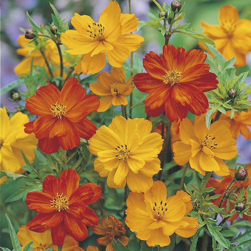 Cosmos Ladybird Flower Seeds Mix (SAKATA/ASIAPACIFIC) - Farmers Stop