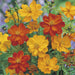 Cosmos Ladybird Flower Seeds Mix (SAKATA/ASIAPACIFIC) - Farmers Stop