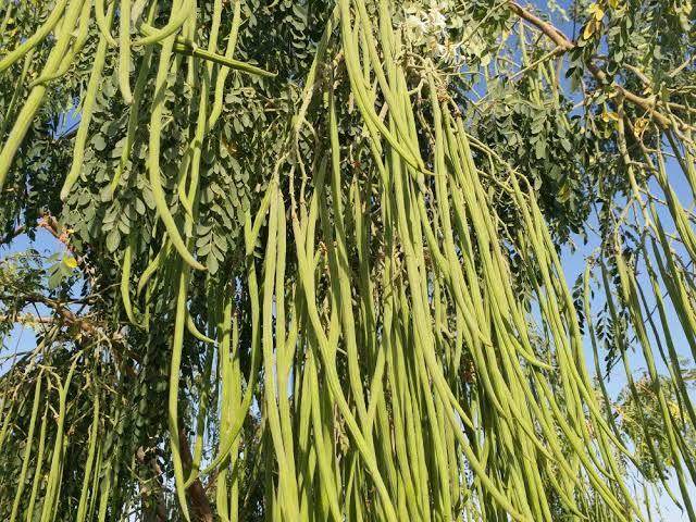 Get the Best Quality Moringa Drumstick Seeds for Your Garden