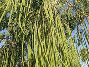 Commercial Moringa Drumstick Best Quality Seeds - Farmers Stop