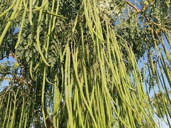 Commercial Moringa Drumstick Best Quality Seeds - Farmers Stop