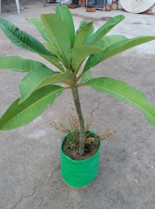 High Quality Grow Pot/ Grow Bag for Kitchen gardening / Roof Top Organic Farming  - 250 HDPE GSM - Farmers Stop