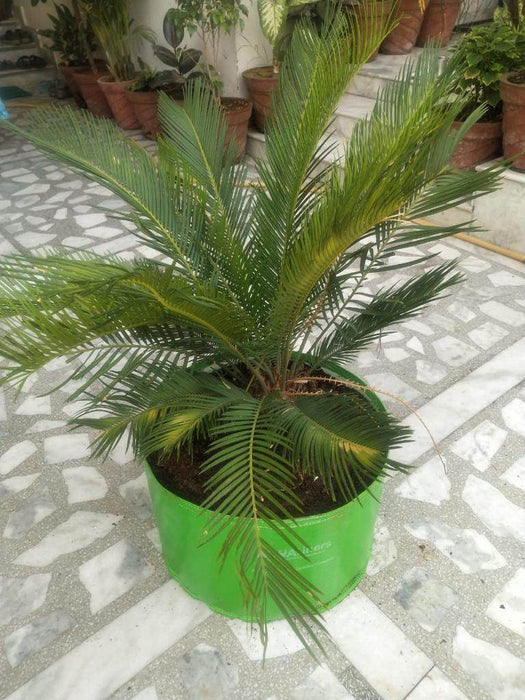 High Quality Grow Pot/ Grow Bag for Kitchen gardening / Roof Top Organic Farming  - 250 HDPE GSM - Farmers Stop