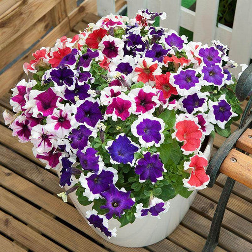 Hulahoop Petunia grandiflora F1 (Sakata) - Farmers Stop