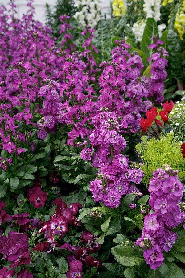Mime Stock Matthiola incana Seeds (SAKATA) - Farmers Stop
